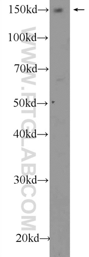 [13197-1-AP-150UL] AFF4 Polyclonal antibody