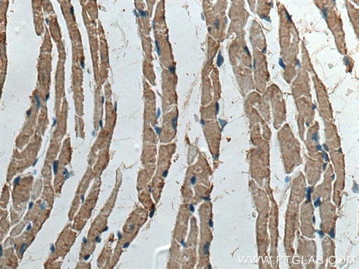 [13207-1-AP-150UL] CKMT2 Polyclonal antibody
