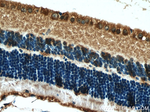 [13214-1-AP-150UL] RPGRIP1 Polyclonal antibody