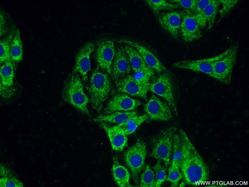 [13219-1-AP-20UL] PACSIN1 Polyclonal antibody