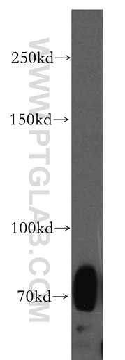 [13230-1-AP-150UL] SIGLEC5 Polyclonal antibody