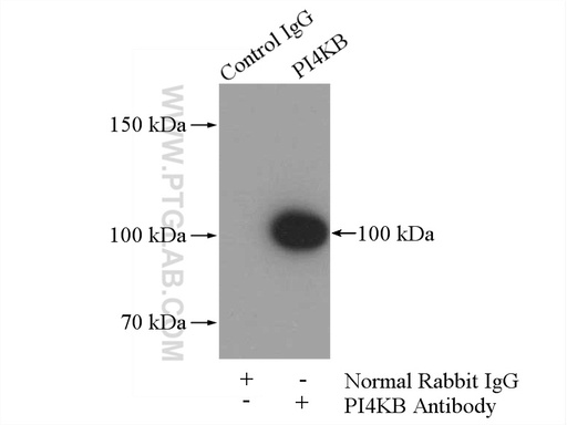 [13247-1-AP-150UL] PI4KB Polyclonal antibody