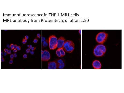 [13260-1-AP-150UL] MR1 Polyclonal antibody