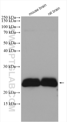 [13280-1-AP-20UL] CEND1 Polyclonal antibody