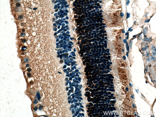 [13289-3-AP-150UL] RDH12 Polyclonal antibody