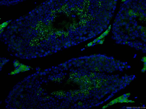 [13296-1-AP-150UL] IZUMO1 Polyclonal antibody