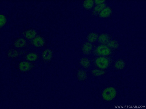 [13314-1-AP-150UL] GMEB2 Polyclonal antibody