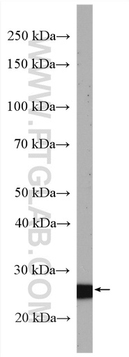 [13315-1-AP-20UL] SLD5 Polyclonal antibody