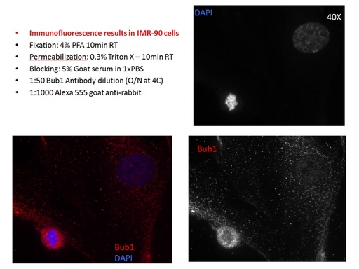 [13330-1-AP-20UL] BUB1 Polyclonal antibody