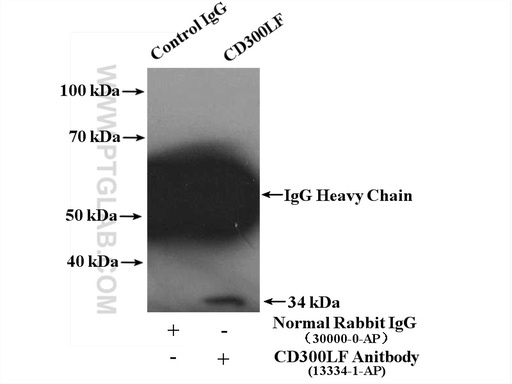 [13334-1-AP-150UL] CD300LF Polyclonal antibody