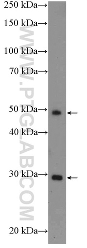 [13338-1-AP-20UL] ICOS Polyclonal antibody