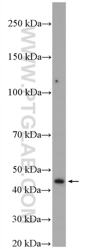 [13346-1-AP-150UL] TBRG1 Polyclonal antibody