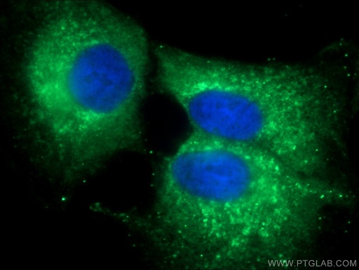 [13364-1-AP-20UL] ERGIC-53 Polyclonal antibody