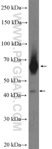 [13368-1-AP-150UL] RALGPS1 Polyclonal antibody