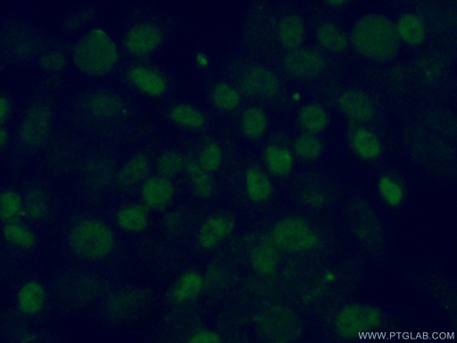 [13370-1-AP-20UL] TDG Polyclonal antibody