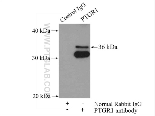 [13374-1-AP-150UL] PTGR1 Polyclonal antibody