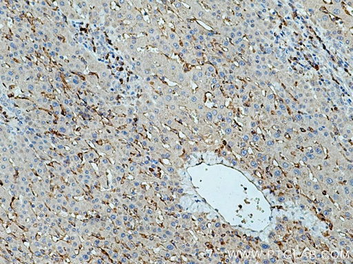 [13377-1-AP-20UL] SIGLEC9 Polyclonal antibody