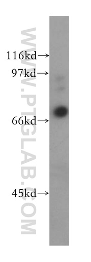 [13380-1-AP-20UL] MUC20 Polyclonal antibody
