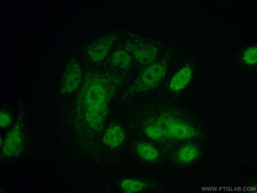 [13381-1-AP-20UL] GLRX2 Polyclonal antibody