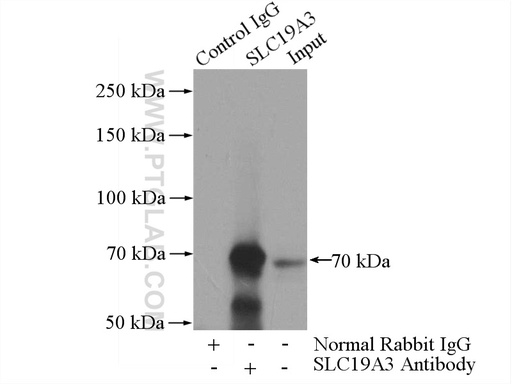 [13407-1-AP-20UL] SLC19A3 Polyclonal antibody
