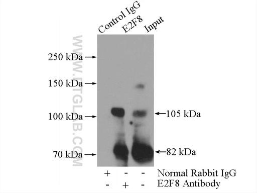 [13425-1-AP-150UL] E2F8 Polyclonal antibody
