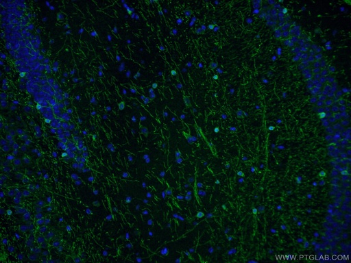 [13427-1-AP-20UL] CNPase Polyclonal antibody