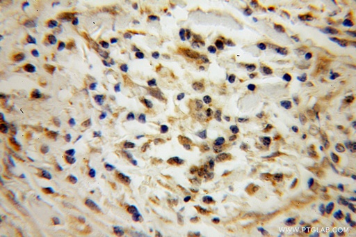 [13428-1-AP-150UL] POLR2C Polyclonal antibody