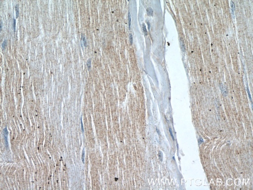 [13435-1-AP-20UL] Twinkle Polyclonal antibody