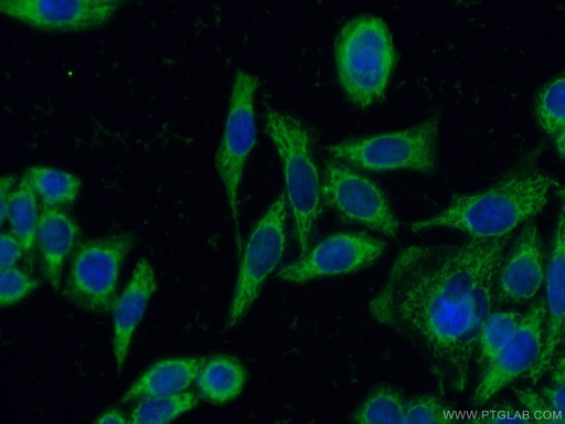 [13442-2-AP-20UL] NNT Polyclonal antibody