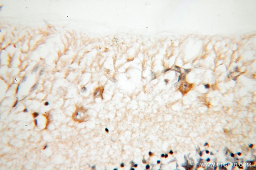 [13443-1-AP-150UL] KCNS2 Polyclonal antibody