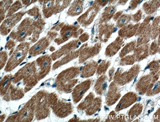 [13445-1-AP-20UL] GIMAP2 Polyclonal antibody