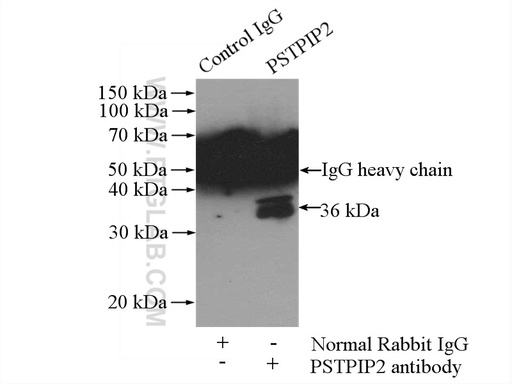 [13450-1-AP-20UL] PSTPIP2 Polyclonal antibody