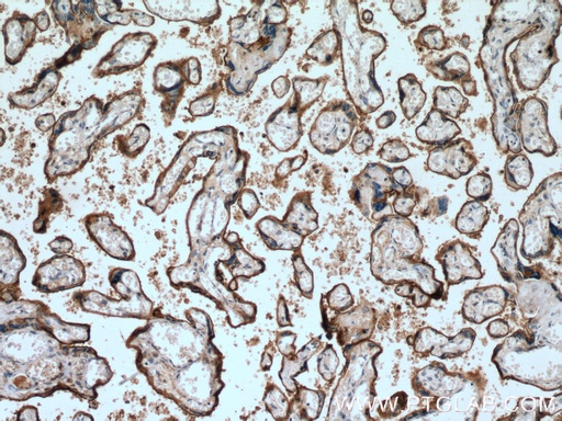 [13454-1-AP-150UL] SIGLEC6 Polyclonal antibody
