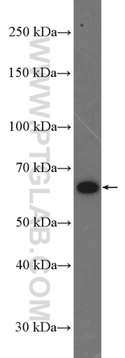 [13456-1-AP-150UL] MEI1 Polyclonal antibody