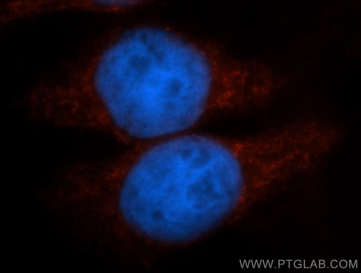 [13463-1-AP-20UL] PER1 Polyclonal antibody