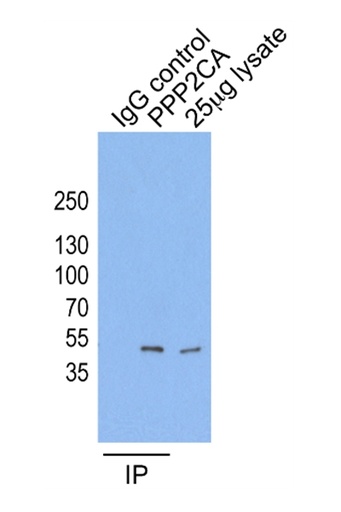 [13482-1-AP-150UL] PPP2CA Polyclonal antibody