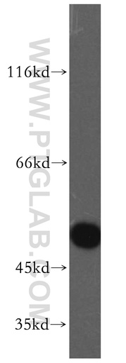 [13484-1-AP-20UL] EVL Polyclonal antibody