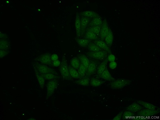 [13486-1-AP-20UL] PIAS3 Polyclonal antibody