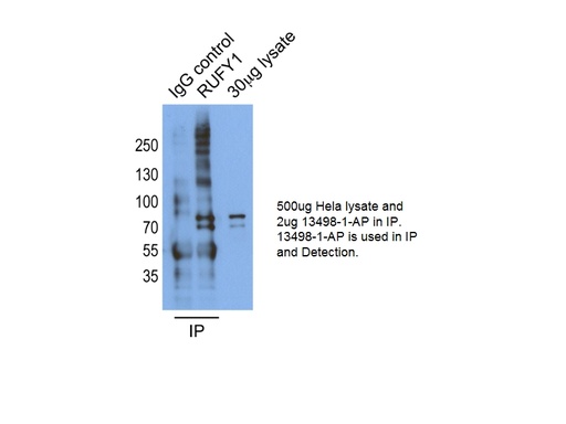 [13498-1-AP-150UL] RUFY1 Polyclonal antibody