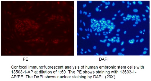 [13503-1-AP-150UL] REX1 Polyclonal antibody