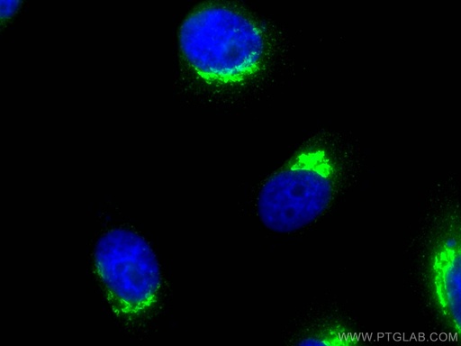 [13509-1-AP-20UL] p115, USO1 Polyclonal antibody