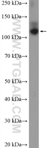 [13514-1-AP-20UL] OXR1 Polyclonal antibody