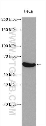 [13515-1-AP-150UL] MARVELD2 Polyclonal antibody