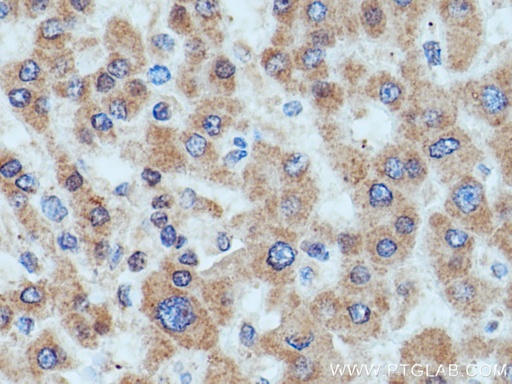 [13533-1-AP-20UL] HMGCR Polyclonal antibody
