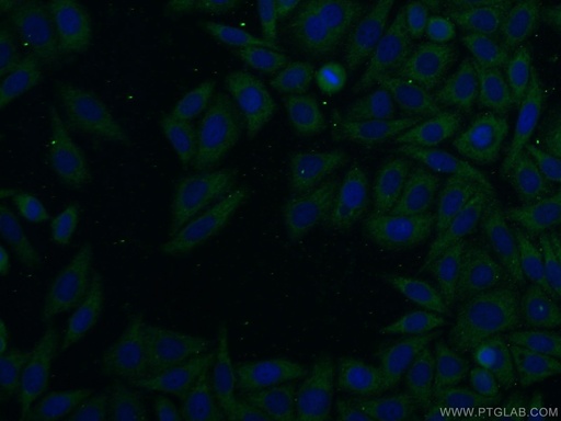 [13550-1-AP-20UL] SFI1 Polyclonal antibody