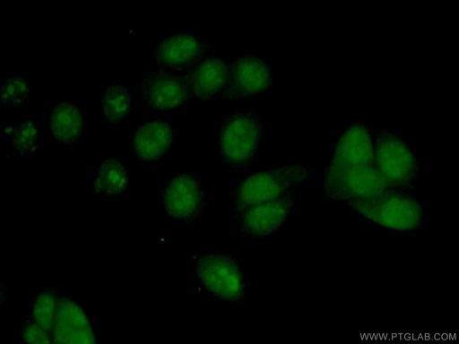 [13553-1-AP-20UL] PES1 Polyclonal antibody