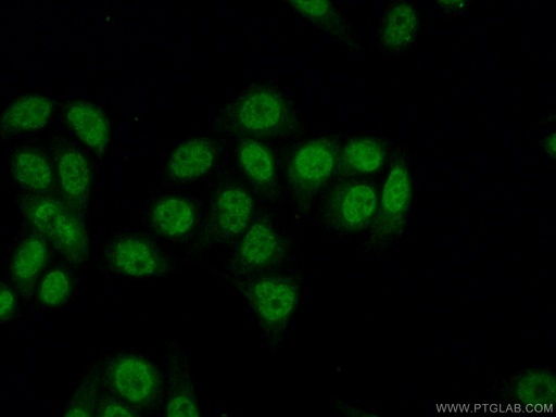 [13554-1-AP-150UL] IKZF2 Polyclonal antibody