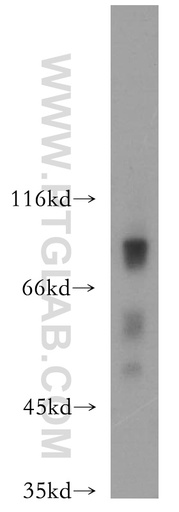 [13567-1-AP-150UL] HCFC2 Polyclonal antibody