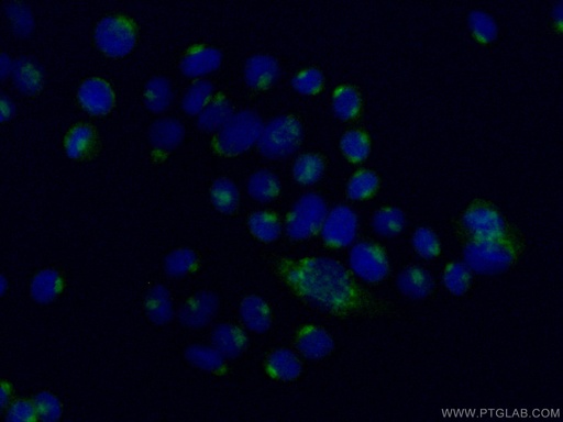 [13571-1-AP-150UL] ARFGAP1 Polyclonal antibody