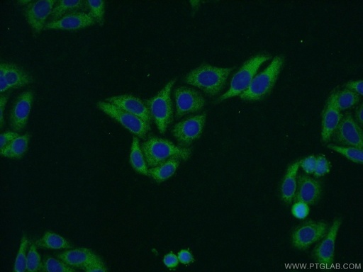 [13574-1-AP-20UL] RILP Polyclonal antibody